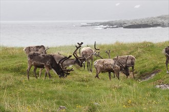 Reindeer (Rangifer tarandus) grazing on the shores of the Barents Sea, Lapland, Norway,