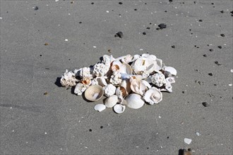 Shells and pieces of coral on the beach near Unnstad, Lofoten, Norway, Scandinavia, Europe