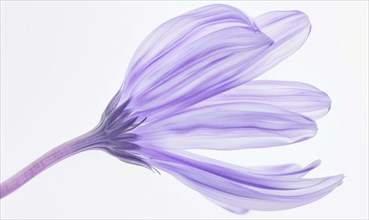 Pale purple chamomile flower on white background, closeup AI generated