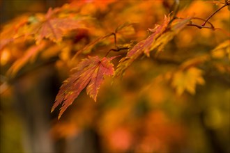 Close-up of red autumn leaves with a softly blurred background, in South Korea