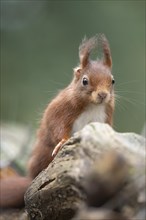 Eurasian red squirrel (Sciurus vulgaris), standing behind a thick branch, looking to the front
