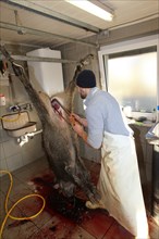 Wild boar (Sus scrofa) are processed immediately after the hunt, Allgaeu, Bavaria, Germany, Europe