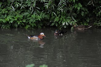 Mandarin duck, Aix galericulata, italy