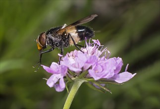 Pellucid fly (Volucella pellucens), Valais, Switzerland, Europe