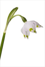 Blossom of the March snowflake (Leucojum vernum) on a white background, Bavaria, Germany, Europe