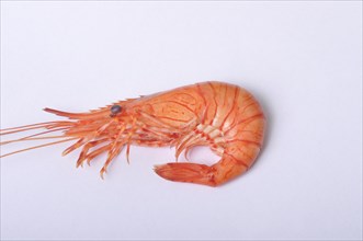 Close-up of a single shrimp isolated on a white background