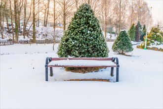 Winter landscape of wooden park bench in front of a vibrant evergreen tree covered with snow in a