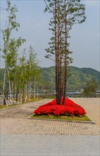 Red flowers growing at base of tall trees in island surrounded by red brick walkway at public park