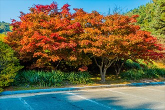 A stunning tree with flaming red autumn leaves beside a road with a clear blue sky, in South Korea