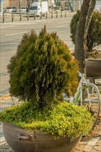 An evergreen shrub in a planter with a white bicycle parked next to it on a city sidewalk, in South