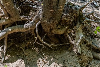 Exposed tangled tree roots gripping the soil on a forest floor, showing erosion details, in South