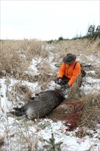 Wild boar hunt, hunter in the snow with safety waistcoat puts a spruce branch into the mouth of a