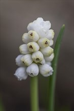 Pearl hyacinth (Muscari botrioides), white form, Emsland, Lower Saxony, Germany, Europe