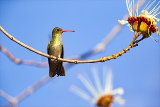 Golden Sapphire Hummingbird (Hylocharis chrysuria) Pantanal Brazil