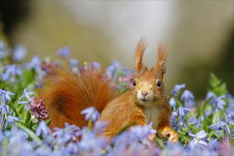 Eurasian red squirrel (Sciurus vulgaris) in a blue star meadow, Hesse, Germany, Europe