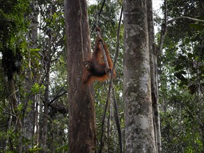 Semenggoh Nature Reserve, Pongo pygmaeus, sarawak, malaysia