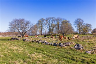 Beef cattle with calves in a pasture at a rural landscape view in springtime