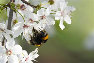 Tree blossom and bumblebee, March, Germany, Europe