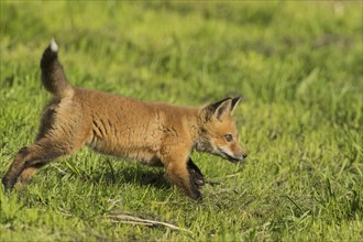 Red fox. Vulpes vulpes. Red fox cub running in a meadow. Province of Quebec. Canada