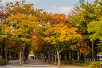 Pathway through a park with autumn trees and fallen leaves, in South Korea