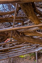 View from below of tree branches intertwining with a pergola, in South Korea
