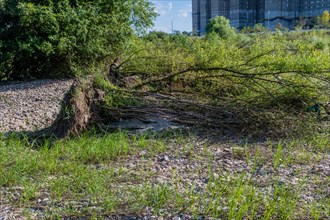 A fallen tree amidst overgrown greenery in an urban area affected by flooding in South Korea