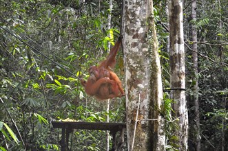 Semenggoh Nature Reserve, Pongo pygmaeus, sarawak, malaysia