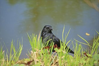 Carrion crow (Corvus corone)
