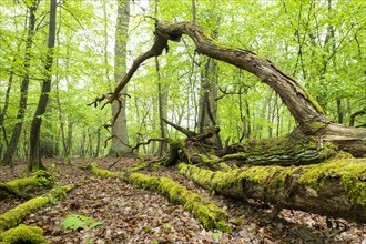 Near-natural deciduous forest, moss-covered deadwood, in spring, Barnbruch Forest nature reserve,