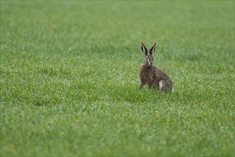 European hare (Lepus europaeus) sitting on a grain field, wildlife, Thuringia, Germany, Europe