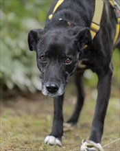 Domestic dog (Canis lupus familiaris), black, female, older, grey muzzle, from the animal