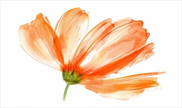 A vibrant orange brush stroke forming a chamomile petal. Chamomile flower painted on white