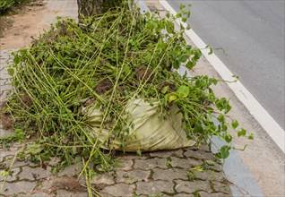A sack filled with green plant waste on a paved roadside, in South Korea