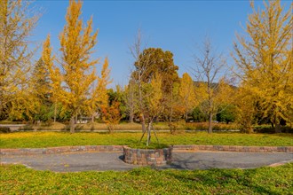 A tree with yellow autumn leaves encircled by a planter in a tranquil outdoor setting, in South