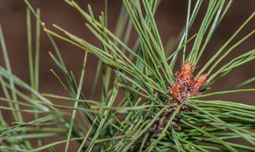 New growth of a pine tree with vibrant green needles and a young cone, in South Korea