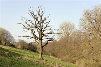 Solitary tree, dead oak tree (Quercus) in a meadow, North Rhine-Westphalia, Germany, Europe