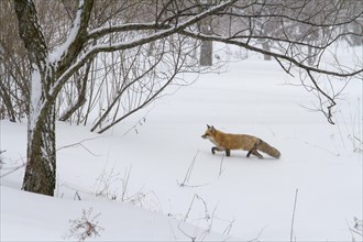 Red fox. Vulpes vulpes. Red fox walking in a garden in winter. Montreal botanical garden. Province