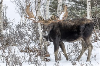Moose. Alces alces. Bull moose standing in a snow-covered forest in late fall. Gaspesie