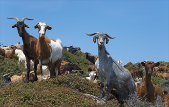 Goats on a cliff overlooking the sea and the surrounding nature, Kriaritsi, Sithonia, Chalkidiki,
