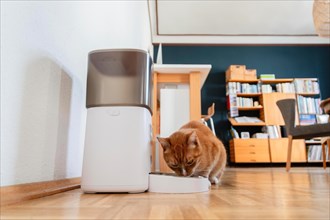 A red cat eats dry food from a feeder in a flat in Duesseldorf, Germany, Europe