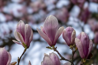 Blossoms of a magnolia (Magnolia), saucer magnolia (Magnolia x soulangeana), magnolia blossom,