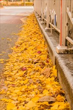 A sidewalk blanketed with yellow autumn leaves next to a white fence, in South Korea