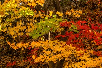 Sunlit yellow maple leaves in an autumnal forest setting, in South Korea