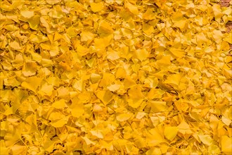 A carpet of yellow autumn leaves covering the ground, in South Korea