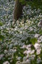 Ramson (Allium ursinum), in the forest, Bavaria, Germany, Europe