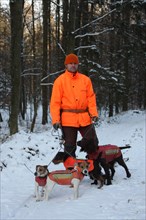Wild boar (Sus scrofa) dog handler with hunting dogs quail, hunting terrier and Jack Russell