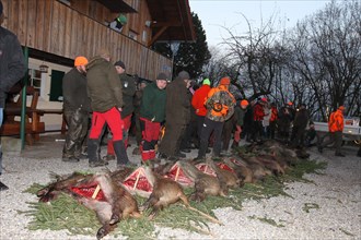 Hunting wild boar (Sus scrofa) killed and broken open, tradition, Allgaeu, Bavaria, Germany, Europe