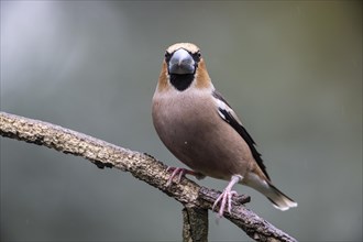Hawfinch (Coccothraustes coccothraustes), Emsland, Lower Saxony, Germany, Europe