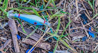 A colorful fishing lure rests on the grass, a tool for recreational fishing, in South Korea