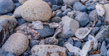 Scattered oyster shells among grey pebbles on a beach, creating a textured natural pattern, in
